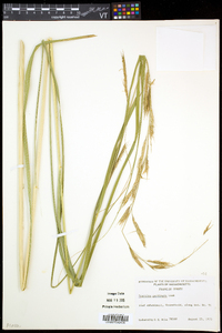 Spartina pectinata image