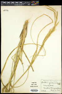 Spartina pectinata image