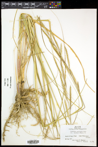 Spartina pectinata image