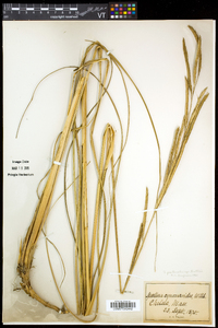 Spartina pectinata image