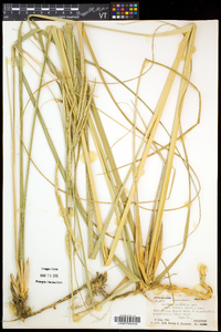 Spartina pectinata image