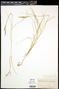 Spartina patens image