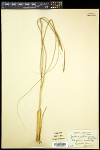 Spartina patens image