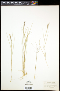 Spartina patens image