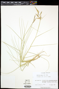 Spartina patens image