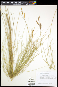 Spartina patens image