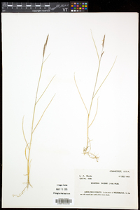 Spartina patens image