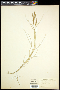 Spartina patens image