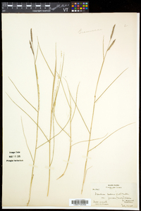 Spartina patens image