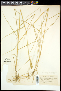 Spartina patens image