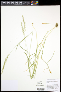 Sphenopholis intermedia image