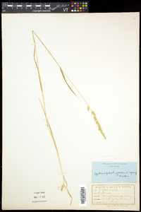 Sphenopholis intermedia image