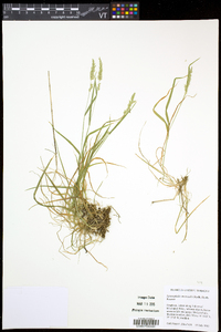 Sphenopholis intermedia image