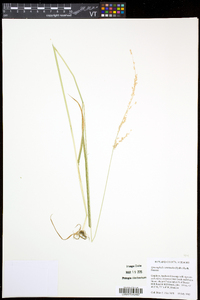 Sphenopholis intermedia image