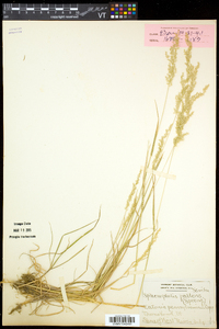 Sphenopholis pensylvanica image