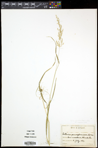 Sphenopholis intermedia image