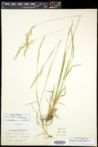 Sphenopholis pensylvanica image