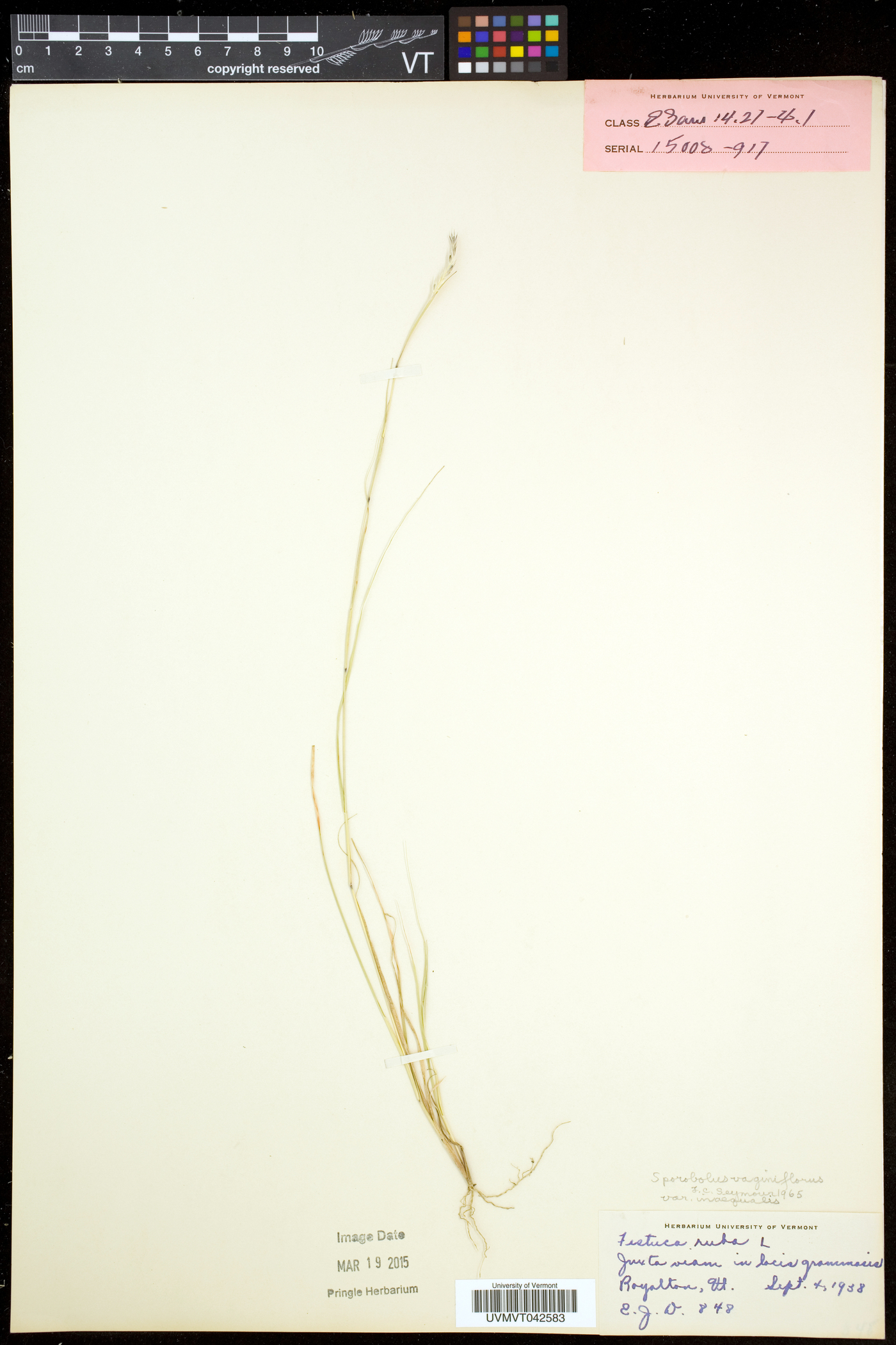 Sporobolus vaginiflorus var. vaginiflorus image