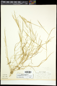 Torreyochloa pallida var. fernaldii image