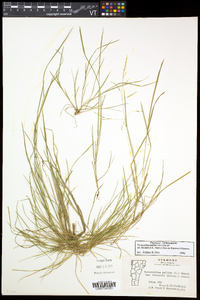 Torreyochloa pallida var. fernaldii image