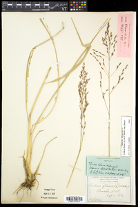 Tridens flavus var. flavus image