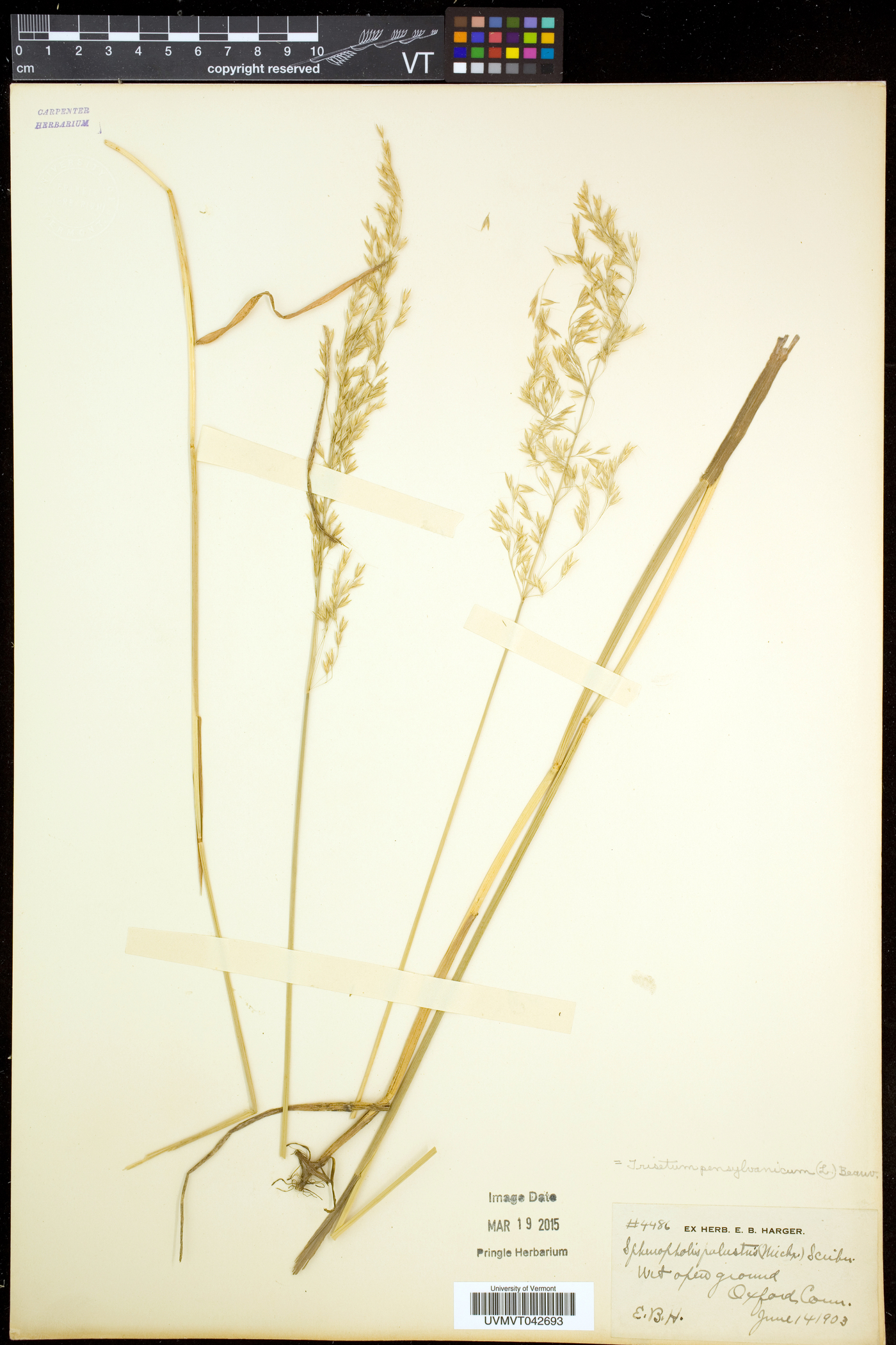 Sphenopholis pensylvanica image