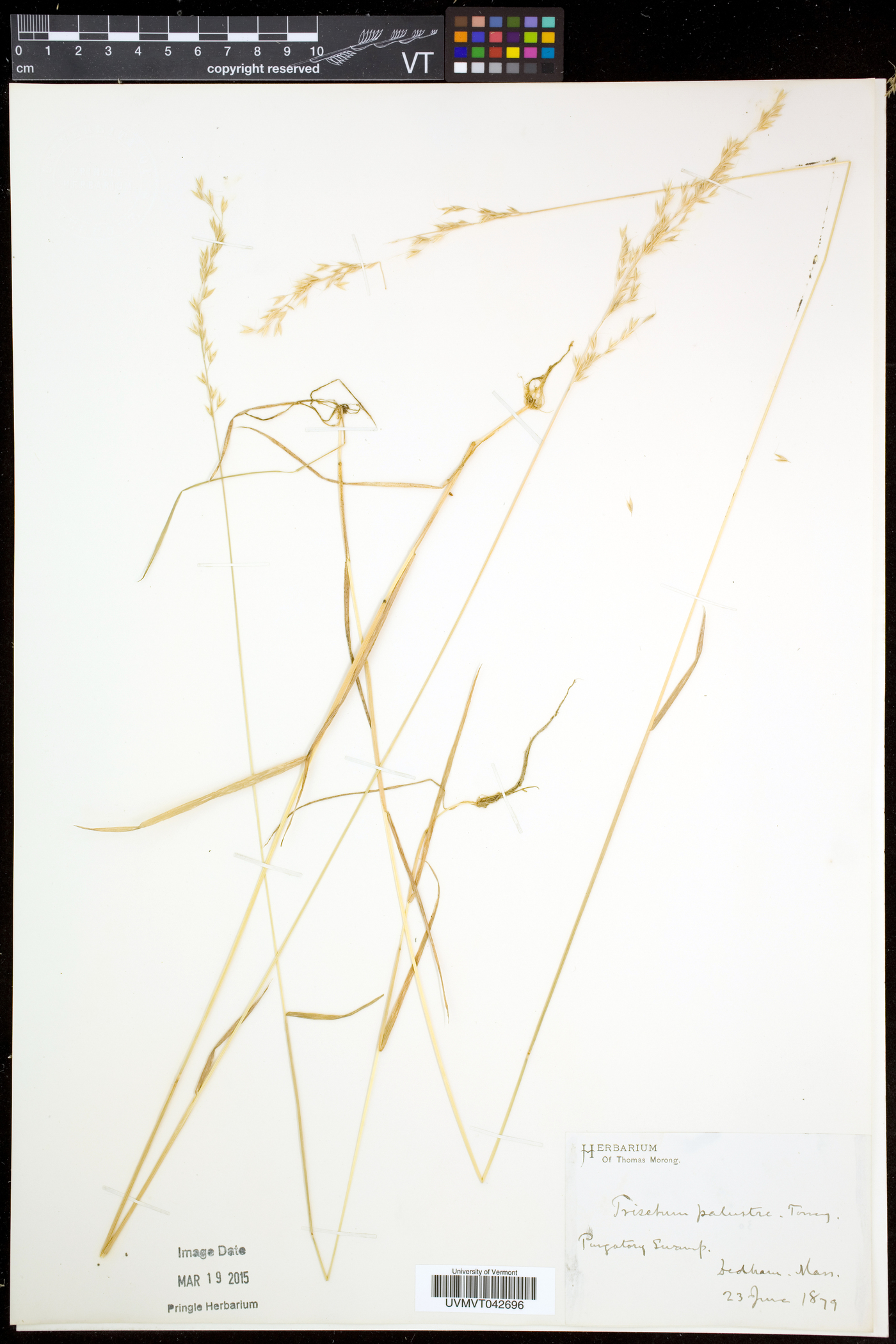 Sphenopholis pensylvanica image
