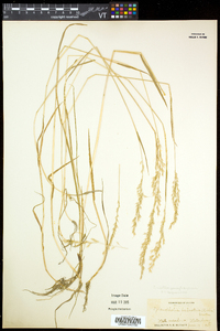 Sphenopholis pensylvanica image