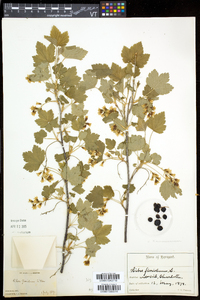 Ribes americanum image