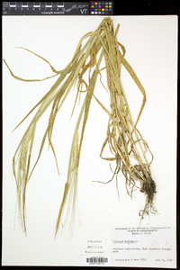 Triticum aestivum image