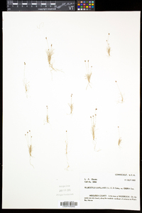 Bulbostylis capillaris subsp. capillaris image