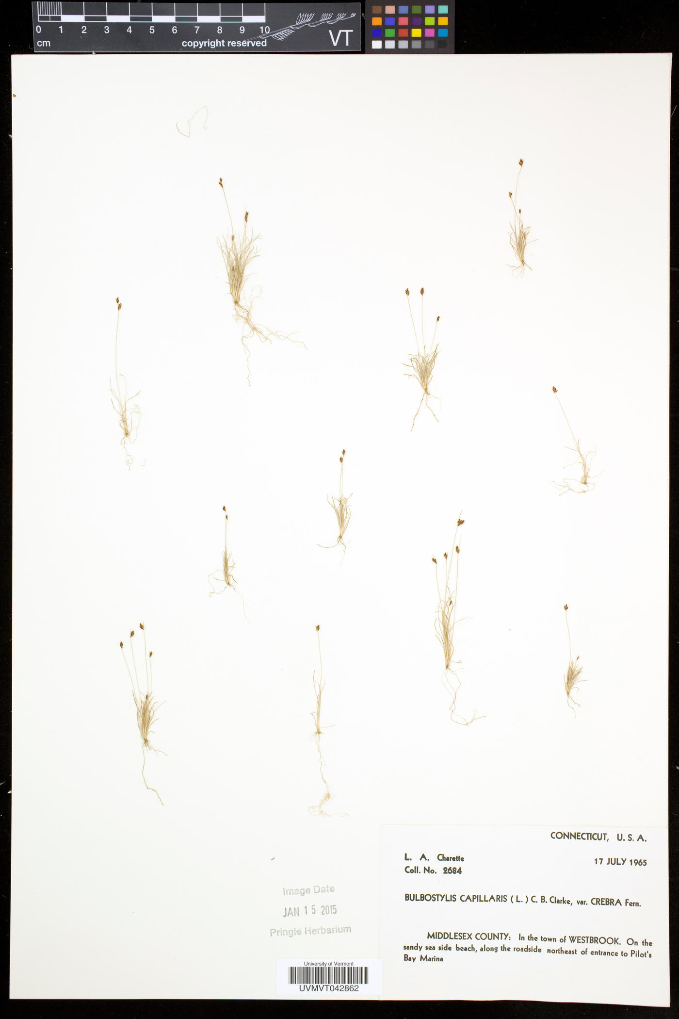 Bulbostylis capillaris subsp. capillaris image