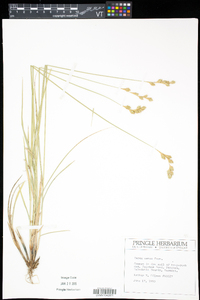 Carex foenea image