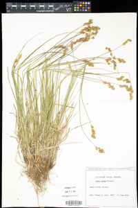 Carex foenea image