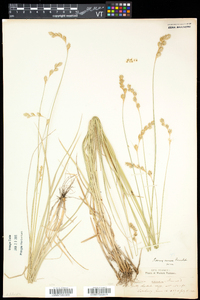 Carex foenea image