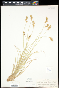 Carex foenea image