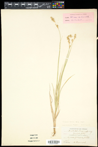 Carex foenea image