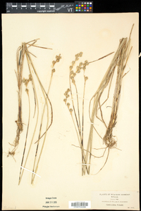 Carex foenea image