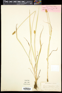 Carex alopecoidea image