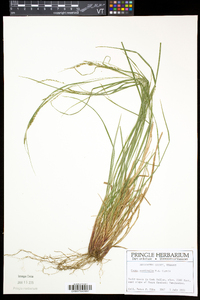 Carex aestivalis image