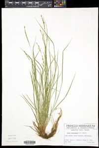 Carex aestivalis image