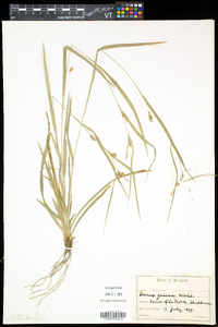 Carex grisea image