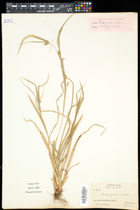 Carex grisea image