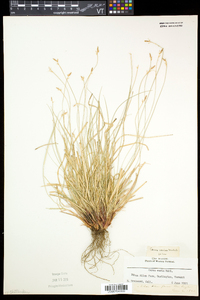 Carex albicans var. albicans image