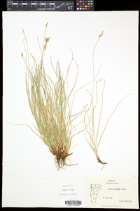 Carex albicans var. albicans image