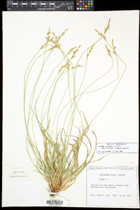 Carex albicans var. emmonsii image