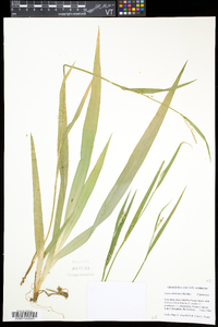 Carex albursina image