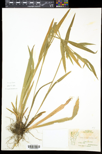 Carex albursina image