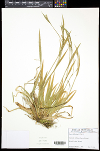 Carex albursina image