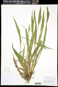 Carex albursina image